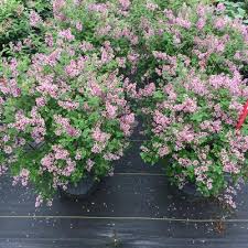 Now to see if it will rebloom in our dallas, tx heat! Syringa X Bloomerang Dwarf Purple Bloomerang Dwarf Purple Reblooming Lilac From Prides Corner Farms