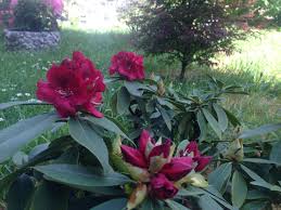 Rhododendron Wilgen S Ruby Plants Rhododendron Garden