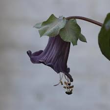 Image result for Cobaea