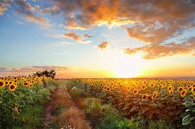 36,176 likes · 613 talking about this · 8,159 were here. Five Sunflower Fields To Visit In New England