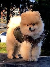 2021 satilik pomeranian boo fiyatlari panosundaki pin