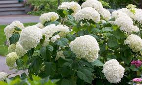 Plants that grow well in clay soils. Eight Shrubs For Clay Soil Hillermann Nursery Florist Inc Washington Mo 63090