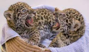 Significant Birth These Two Baby Jaguars At Milwaukee County Zoo Zooborns