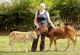 Wondering if mini pigs are good pets? The Mini Moos Tiny Breed Of Cows That Grow To Just Three Feet Tall Mini Cows Miniature Cows Breeds Of Cows