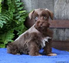 Use the filters below to find pedigree puppies for sale near you. Standard Schnauzer Puppies For Sale Greenfield Puppies