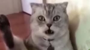 Kalau sedang mencari hiburan, video kucing lucu banget bisa kamu jadikan pilihan. Lucu Tapi Kasihan Video Ekspresi Kucing Kaget Saat Sadar Alat Kelaminnya Hilang Usai Dikebiri Tribun Bali