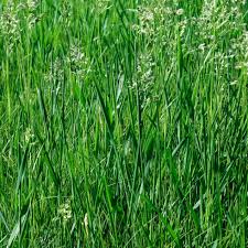 Weed control and identification of crabgrass dallisgrass bahiagrass and carpetgrass. Tall Fescue Grass Care And Growing Guide