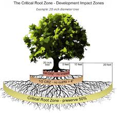 Tree And Natural Area Preservation Development Services