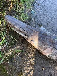 Alligator gar are like few other fishes that swim in our. Risca S Mystery Alligator Gar Fish South Wales Argus