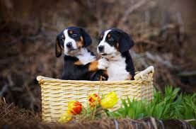 Don't chew on that shoe! 4 Fun Facts About Greater Swiss Mountain Dogs Greenfield Puppies