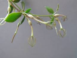 Image result for Ceropegia conrathii