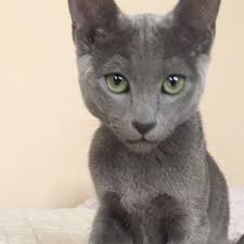 Leider wurden nur 2 anzeigen in „russisch blau katzen & kitten kaufen & verkaufen gefunden. Russian Blue Russisch Blau Von Der Russischblau Perle Home Facebook
