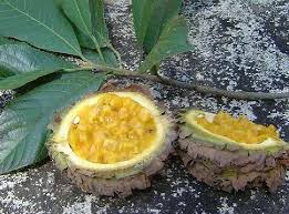 Image result for Buchnerodendron lasiocalyx