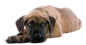 Check spelling or type a new query. Great Dane Rehoming