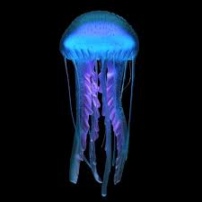 The purple striped jelly is often found with young cancer crabs clinging to it. Lila Gestreifte Qualle Pelagia Noctiluca 3d Modell Turbosquid 1442126
