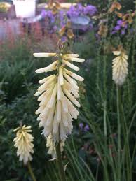 Image result for Kniphofia grantii