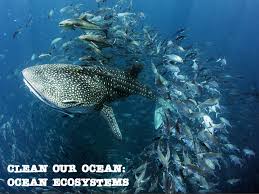 Clean Our Ocean Ocean Ecosystems United Nations For example, the mariana trench and the tonga trench in the western part of the pacific ocean reach. clean our ocean ocean ecosystems