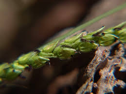 Image result for Paspalum plicatulum