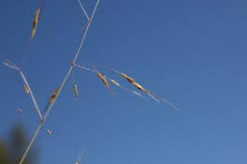 Image result for Capillipedium