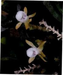 Image result for Linderniella