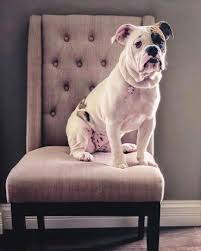 Plans cover new injuries or illness—so, if fido eats a sock or has a bout of diarrhea, simply visit the veterinarian and submit your paid vet bill for reimbursement. Introducing The Healthy Happy Victorian Bulldog K9 Web