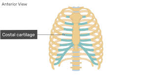 Anterior view of the lungs and ribcage in a transparent female torso stock illustration these pictures of this page are about:human anatomy rib cage muscles. Structure Of The Ribcage And Ribs