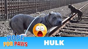 Our dedicated staff and volunteers provide shelter, medical attention, and love to the dogs we work hard to find the right pet for your home and the right home for every pet. Hope For Paws Home Facebook