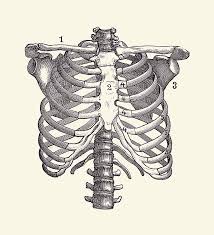 We cover the different bones that make up the rib cage and some of the functions of. Shoulder And Rib Cage Diagram Vintage Anatomy Poster 2 Drawing By Vintage Anatomy Prints