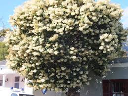 Image result for Nuxia