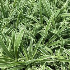 Image result for Chlorophytum galpinii