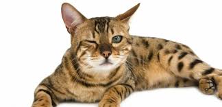 We did not find results for: Douleur Chez Le Chat 23 Signes A Ne Pas Negliger Sciences Et Avenir