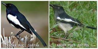 Karena setiap saham merupakan bagian kepemilikan di perusahaan (yang berarti pemilik saham baik dalam keuntungan atau kerugian perusahaan), seseorang yang berinvestasi di saham dapat memperoleh keuntungan jika perusahaan berjalan. Peta Persebaran Burung Kacer Di Indonesia Om Kicau