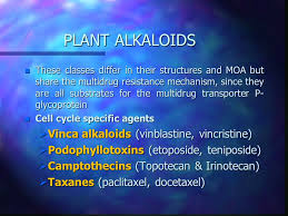 Patients on cell cycle specific (pam) medications need to be kept on. Chapter 54 Cancer Chemotherapy Ppt Download