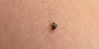 Bedbugs are adept at adjusting to their host's environment. Tiny Little Black Bugs That Deliver A Big Bite Purdue Landscape Report