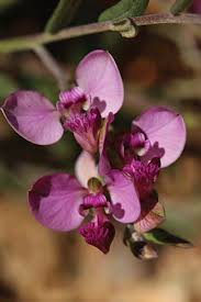 Image result for Syncolostemon linearis
