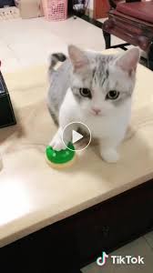 Pin By Eva Trujillo On Animals Cute Baby Cats Cute Cats And Kittens Cute Baby Animals