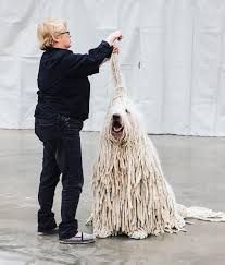 Image result for Komondor