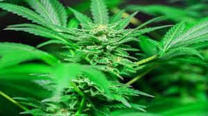 As cannabis plants reach peak photosynthesis during the later stages of life, it requires light on the red end of the spectrum. Ideal Grow Room Conditions For Cannabis Blog