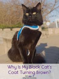 There are hundreds of possible cat colors and patterns. Why Is My Black Cat S Coat Turning Brown Kitty Cat Chronicles