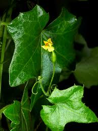 Image result for Melothria