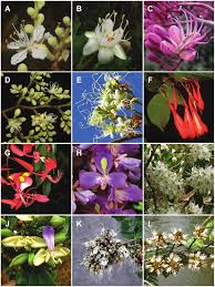 Image result for Microcharis angolensis