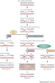 Broca's area and wernicke's area are located in the left hemisphere of the brain (see figure 4.1). Gene Conversion Mechanisms Evolution And Human Disease Nature Reviews Genetics