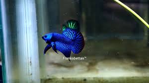 Live betta fish aaa+ : Wild Betta Alien Hybrid Super Blue By Franksbettas Youtube