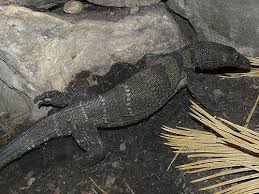 Varan Drsnokrky Varanus Rudicollis Chovzvirat Cz Lizard Animals