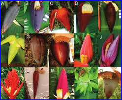 Image result for Musa sp. (Ornamental bananas)