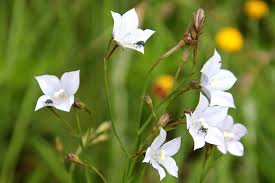 Image result for Wahlenbergia krebsii