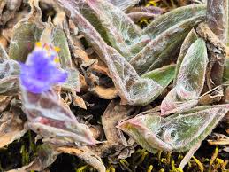 Image result for Cyanotis foecunda