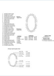 Dental Tooth Chart Free Download