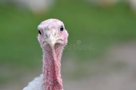 Here is will and guy's collection of amusing thanksgiving pics and cartoons. 4 277 Turkey Funny Photos Free Royalty Free Stock Photos From Dreamstime