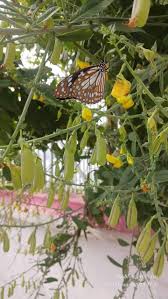 Image result for Secamone retusa